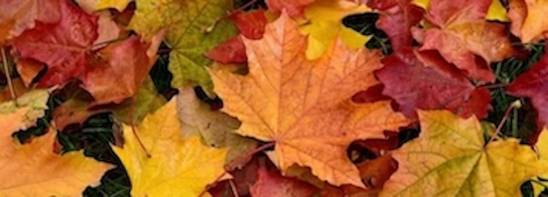 Fall Leaves